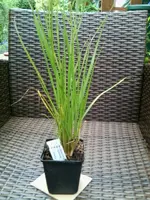Lampenputzergras.webp