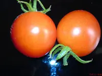 DSC01535.webp