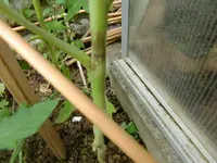 CIMG3165.webp