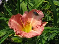 IMG_joyfull ocasions_1024x768.webp