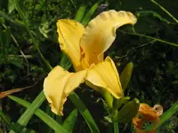 IMG_neyron rose_1024x768.webp