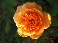 CIMG1154.webp