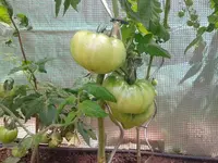 2012-07-18 14.57.00.webp