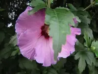 009.webp