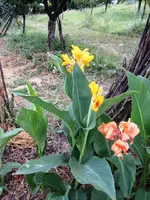 Gartenrundgang vom 17.7.2012 073.webp
