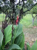 Gartenrundgang vom 17.7.2012 074.webp