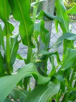 IMG_4580_14_7.webp