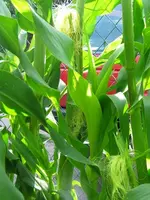IMG_4619_18_7.webp
