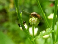 Insekten_014.webp