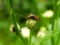 Insekten_015.webp