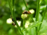 Insekten_016.webp