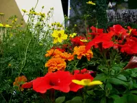 IMG_3536.webp