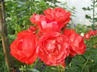 101_0687.webp