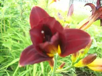 101_0698.webp