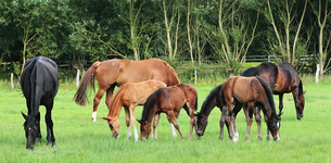 foals this year_just 4 of them2_900.webp
