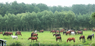 the big flock_smaller.webp