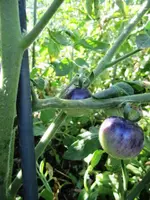 Blue P 20.webp