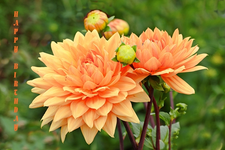 gelb_orangefarbene Dahlie.webp