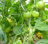 19_7_12_I.webp
