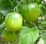 19_7_12_II.webp