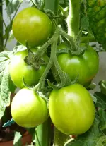 19_7_12_III.webp