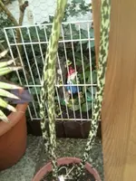 Foto0372.webp