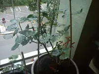 DSC00664.webp