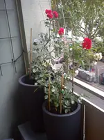 DSC00679.webp