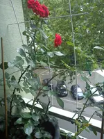 DSC00685.webp