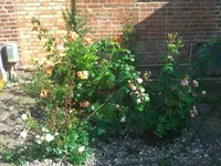 WP_000119.webp