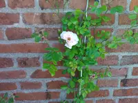 WP_000124.webp