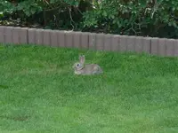 Hasi (1) (Medium).webp