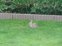 Hasi (2) (Medium).webp