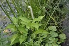 Teichunbekannte_001.webp