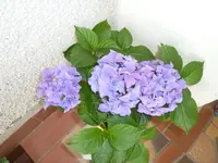 P1160136.webp