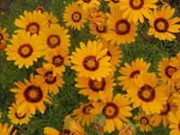 028.webp