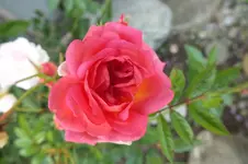 2012_0719Sommer0002.webp