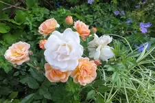 2012_0719Sommer0007.webp
