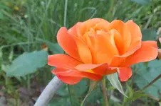 2012_0719Sommer0013.webp