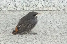 j. rotschwanz.webp