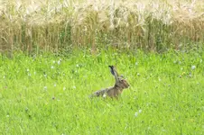 2012_0719Sommer0024.webp