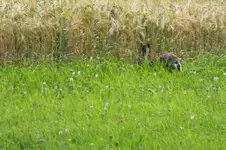 2012_0719Sommer0025.webp
