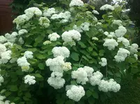Ende Juni 2012 017.webp