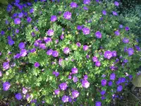 Lilien 2012+Rittersporn 010.webp