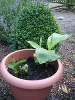 Weiße Canna rechts, links k.A.webp