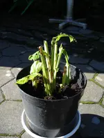 Canna Indian Shot Juli 2012.webp