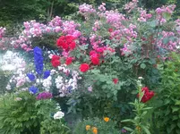 Blumenmeer juni 2012 010.webp