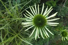 2012_0719Sommer0005.webp