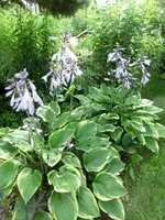 CIMG0787.webp