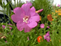 CIMG0790.webp